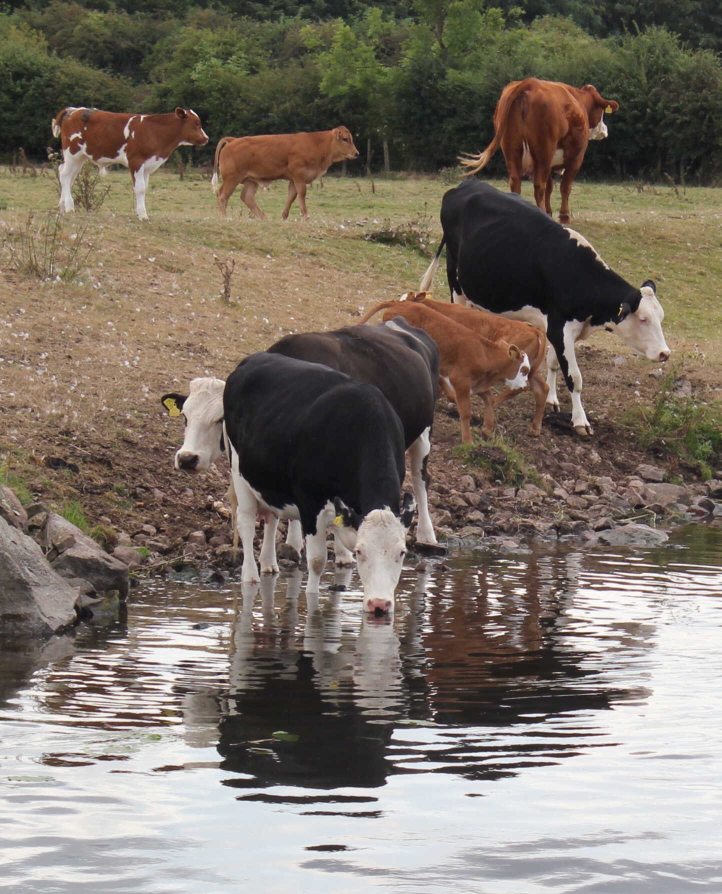 cows
